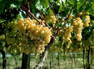 Открытие армяно-турецкой границы будет стимулировать или мешать производству армянского вина?