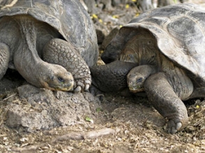 После 115 лет совместной жизни черепахи решили развестись