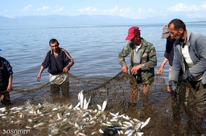 Քննարկվել է Սևանա լճում իշխանի բազմացման պիլոտային ծրագրի իրականացման ընթացքը