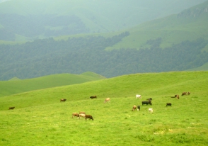 Կորել է քաղաքացի