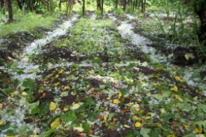 Վայոց Ձորում կարկուտից այգիներ են վնասվել