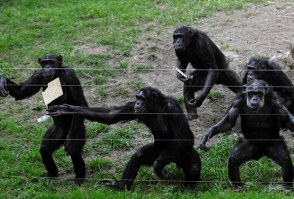 Գորիլաները կարող են միմյանց հետ շփվել հոտով