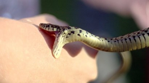 Օձը երկու քաղաքացու է խայթել