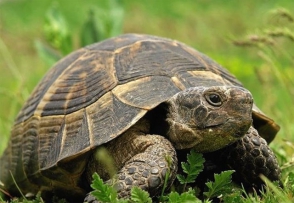 В США полицейские поймали сбежавшую из дома 68-килограммовую черепаху