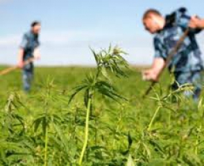 Ամփոփ տեղեկատվություն «Կանեփ-կակաչ-2014» համալիր օպերատիվ-կանխարգելիչ միջոցառման անցկացման արդյունքների վերաբերյալ