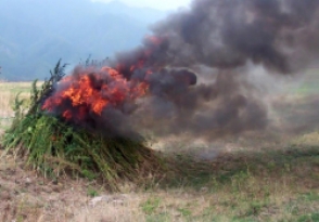 Շարունակվում է Կանեփ-կակաչ-2014» օպերատիվ-կանխարգելիչ միջոցառումը