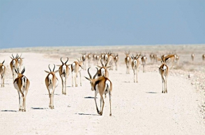 Потрясающие фотографии миграции животных