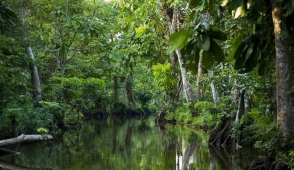 Следы неизвестной цивилизации обнаружили в джунглях Гондураса