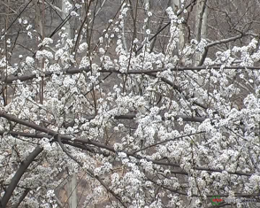 Խորհուրդներ պտղաբույծներին