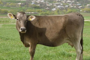 Ահազանգ. Քաղցրաշեն գյուղի արոտավայրերում անկել են խոշոր եղջերավոր անասուններ