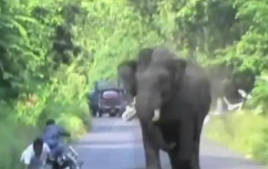 В Индии слон напал на мотоциклиста