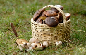 Թունավորվել է իր կողմից հավաքած սնկից