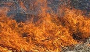 Այրվել է եղեգնուտ