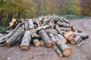 Կազմվել է  անտառխախտման 9 արձանագրություն