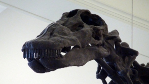 В Аргентине найден череп гигантского травоядного динозавра
