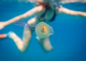 Ավստրալացին լուսանկարել է մեդուզայի մարմնի ներսում գտնվող ձկանը (լուսանկար)