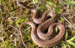 Օձի խայթոցի 44 դեպք` առաջին կիսամյակում