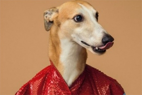 «Trussardi» նորաձևության տունը հագուստ կթողարկի շների համար
