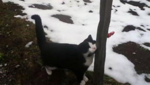 Кошка спасла туриста, потерявшегося в Альпах (видео)
