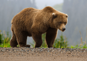 Արջը մտել է անասնագոմ