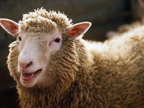 Բեռնատարը վրաերթի է ենթարկել 3 ոչխար և շրջվել