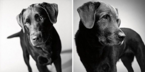 «Ինչպես են ծերանում շները». հետաքրքիր և հուզիչ ֆոտոնախագիծ (ֆոտոշարք)