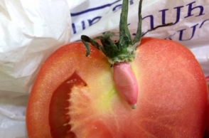 Դատախարտյալին բերված լոլիկի մեջ դեղահաբեր են հայտնաբերել (լուսանկար)