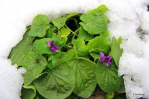 Օրվա կադր․ Մանուշակը ծաղկել է ձյան սառցե ճիրաններում