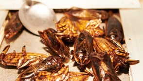 В Японии закрыли завод из-за обнаруженного в рыбных консервах таракана