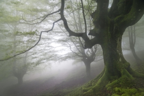 Իսպանիայի ամենաառեղծվածային անտառն՝ առանց «Ֆոտոշոփի» (լուսանկարներ)