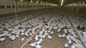 Сотни тысяч кур уничтожат в Японии из-за птичьего гриппа