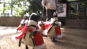 Ճապոնիայում Սանտա–պինգվինների շքերթ է անցկացվել