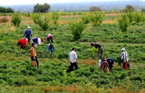 Գյուղնախը խորհուրդ է տալիս բուժումներ կատարել այգիներում