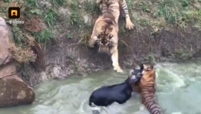 В китайском зоопарке тиграм на обед подали живого осла