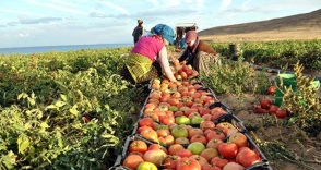 Իսրայելը դադարեցնում է թուրքական գյուղմթերքի ներմուծումը