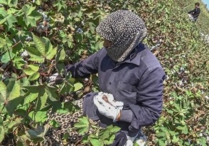 Ադրբեջանի բամբակի դաշտերում բանվորները մեկ շաբաթում արդեն երկու անգամ թունավորվել են