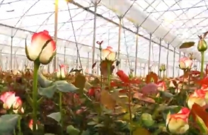 Հայաստանի Գողթ համայնքում 25 տեսակի 11 միլիոն վարդ է աճեցվում
