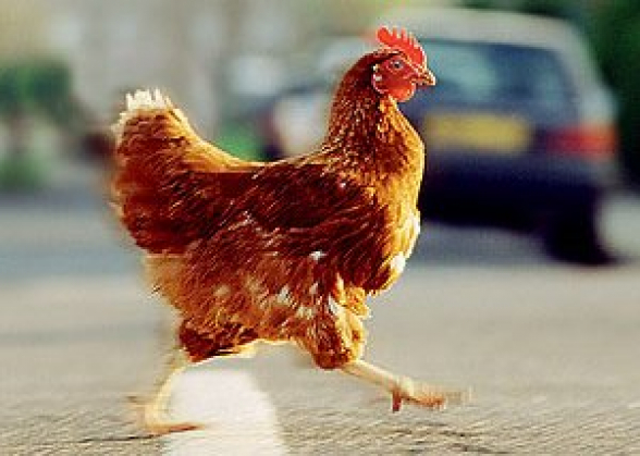 400 հատ հավ գողացած անձը բերման է ենթարկվել