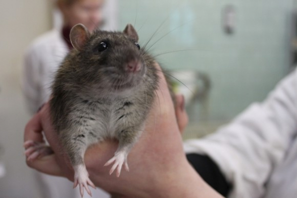 Американские ученые научили крыс ездить на машинках (видео)