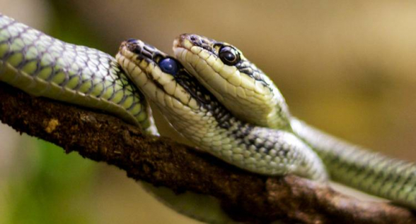 Չինաստանում նոր կորոնավիրուսի հավանական տարածողներն օձերն են. գիտնականներ