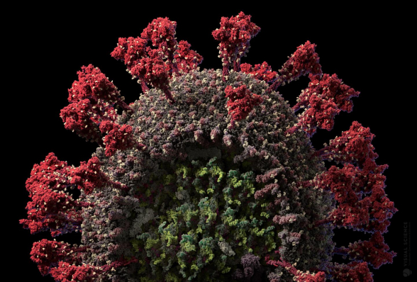 Российская студия создала подробную 3D-модель коронавируса