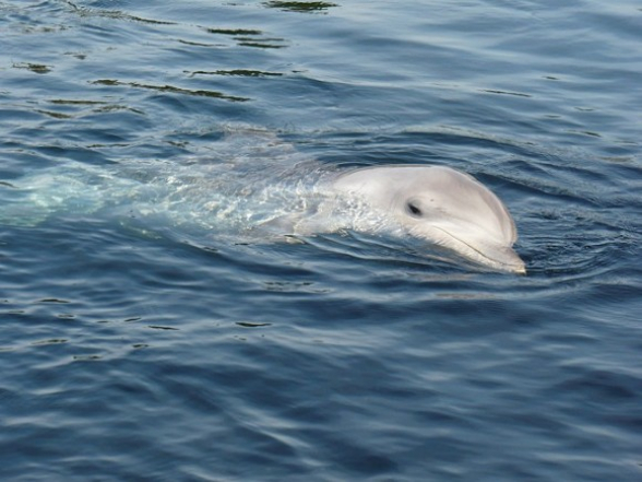 В Финляндию впервые за столетие приплыли дельфины (фото)