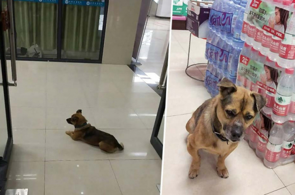 Չինաստանում հավատարիմ շունը երեք ամիս հիվանդանոցի նախասրահում սպասել է կորոնավիրուսի հետևանքով մահացած տիրոջը (լուսանկարներ)