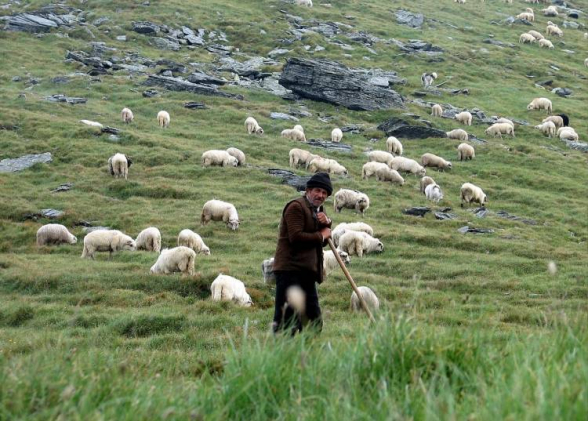 Սարից իջնող անասնապահներին տուգանել են դիմակ չկրելու համար