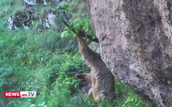 Медведь нашел в Хосровском лесу «массажное» дерево