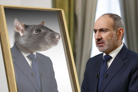 Крыса – в году крысы – 7orTV