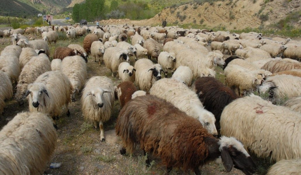 Խնձորեսկում զինված ադրբեջանցիները մոտեցել են հովվին և հաշված րոպեների ընթացքում հոտից թողել են 12 գլուխ ոչխար. համայնքապետարան