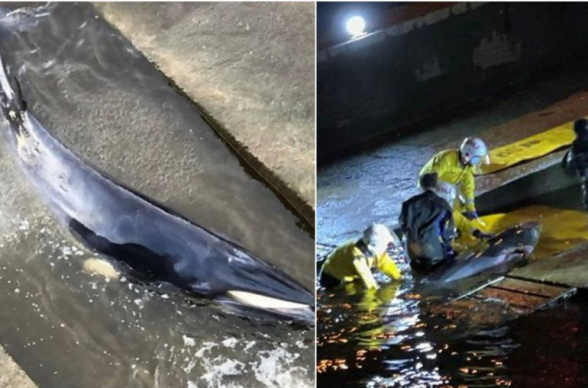 Британские спасатели вызволили застрявшего в Темзе небольшого кита