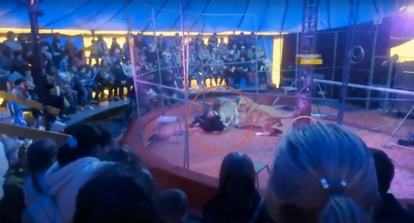 Ռուսաստանում կրկեսային ներկայացման ժամանակ առյուծը հարձակվել է կենդանի վարժեցնողի վրա․ հանդիսատեսը սկսել է խուճապահար այսուայն կողմ փախչել