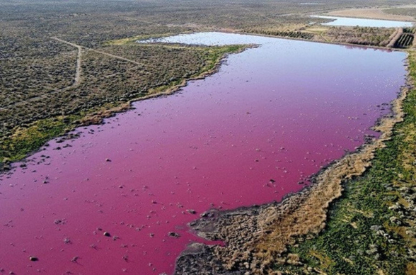 Озеро в Аргентине окрасилось в розовый цвет после сброса рыбных отходов